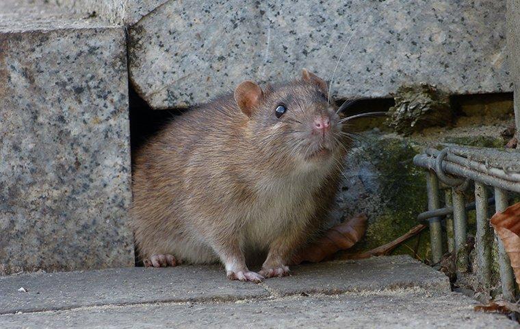 Say Goodbye to Rodents: Top-Rated Rat Removal Services in Houston